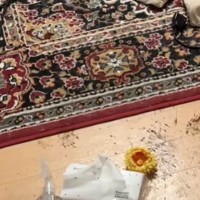 夜、DIYをしていた女性→大型犬から少し目を離した結果…あまりにも絶望的すぎる『衝撃の状況』が518万再生「逃げる範囲せまくて草」と反響