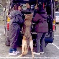 『絶対に帰りたくない！』大きなウルフドッグを車に乗せようとした結果→想像以上に大変な『帰宅拒否』が168万再生「可愛すぎるから許すｗ」
