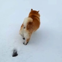 雪が積もったので、犬と一緒に広場へ→『喜んで遊ぶかな』と思ったら…潔すぎる『まさかの行動』が11万再生「生粋の室内犬」「チラ見してて草」