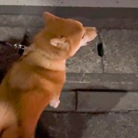 救急車が通ったら、犬が『生まれて3回目の遠吠え』をして…予想を上回る『可愛すぎる鳴き声』が86万再生「着信音にしたいｗ」「美声」と絶賛