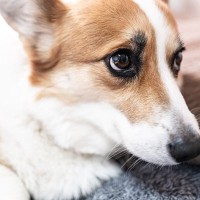 犬が飼い主に『裏切られた』と感じてしまうNG行為4選　失望した愛犬がみせる行動とは？