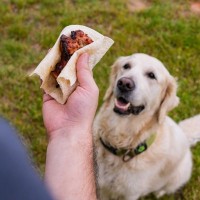 犬が肥満になってしまう原因4つ　飼い主がやりがちなNG行為や太り過ぎによる悪影響まで