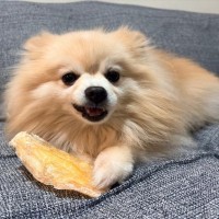 犬におやつを与えすぎる『5つの悪影響』一日に食べさせてもいい適正量まで