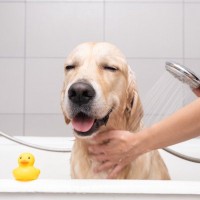 『シャワーが好きな犬』がみせる行動6つ　なぜお風呂が好きなの？嫌がるワンコにできる工夫までご紹介
