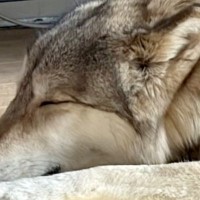 『大変申し上げにくいのですが…』すやすや眠る大型犬→ベッドで寝ていると思いきや…ツッコまざるを得ない光景に１万いいね「フィットしてて草」