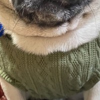 食事を与えられず、ガリガリに痩せ細った元繁殖犬→過去からは考えられない『現在の光景』に感動「胸が痛くて涙出た」「過去の分も幸せになって」