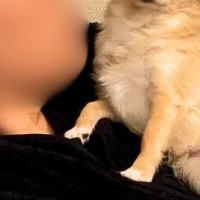 お父さんが『他の犬』を撫でて帰ってきた結果→あからさま過ぎる『お顔と態度』が27万再生「不信感1000％すぎるｗｗ」「めっちゃ可愛い」