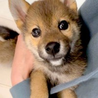 『5キロくらいで成長が止まる』と言われた豆柴→愛情いっぱい育てた結果…4年後の『まさかの成長っぷり』が話題「幸せで大きくなったんだね」