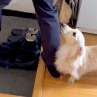 『帰っちゃうの…？』帰省していた兄とお別れの日→思わず泣ける『お見送りの光景』が115万表示「訴えてるみたいで泣いた」「切ない」と反響