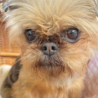 悲しげな顔をした『元繁殖犬』を飼った結果→8ヶ月後、表情を比較したら…嘘のような『現在』に感動「全然違う」「幸せの証」「笑顔かわいい」