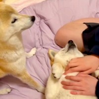 犬たちと『手術ごっこ』をして"助手役"を務めてもらおうとしたら…コントのような『まさかの対応』が面白すぎると95万再生「頼りなくて草」