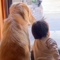 学校へ行くお姉ちゃんをお見送りする『大型犬と１歳の赤ちゃん』…尊すぎる『窓際のいってらっしゃい』がSNSで話題「幸せな時間」「最高」