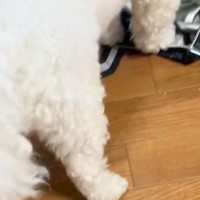 やけに静かな犬→『おかしいな』と思って見てみたら…怒るに怒れない『まさかの光景』に反響「ダメでしたか？って顔ｗ」「可愛いから許しちゃう」