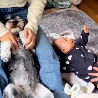 赤ちゃんと犬に『手遊び歌』をやってみた結果…ワンコとは思えない『可愛いが渋滞している光景』が41万再生「されるがままｗ」「幸せな空間」