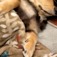 子犬を迎えて『人間の子どものように育てた』結果→1年8ヶ月後…愛おしすぎる『おねんね』が9万再生「和んだ」「安心してるのたまらない」