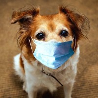 犬が風邪をひいたときの『初期症状』5つ　見逃したくないサインや予防法まで