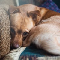 犬が『ブルブルと震える』原因５選　寒いだけじゃない？病気を見分ける方法まで