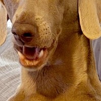 朝起きてふと横を見ると、大型犬が『おっさん化』していて…人間味が強すぎる『表情』に1万いいね「前日の酒残ってる？」「笑い止まらん」と爆笑