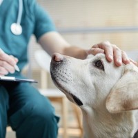犬のお腹がぐるぐる鳴る『9つの理由』考えられる病気や対処法まで解説