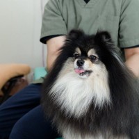 犬が『おしりをぶつけてくる』心理５選　どんな意味があるの？飼い主がすべき対応まで