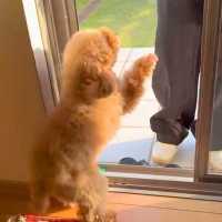 『大好きなお友だち』が家にきたら、犬が大興奮してしまい…全力すぎる『いらっしゃい』が8万再生「一番嬉しいやつ」「興奮度がハンパないｗ」