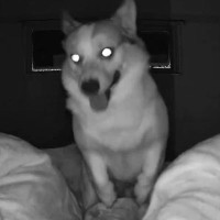 『最近寝不足が続いている』と思ったので、カメラを設置してみた結果→深夜に犬が…『まさかの原因』が81万表示「夜行性？ｗ」「絶対寝れんｗ」