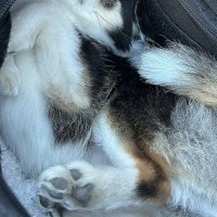 バッグの中でおとなしくしている小型犬→ふいに覗いてみた結果…想像を超える『反則級の可愛さ』に30万いいね「可愛いの暴力」「たまらん」