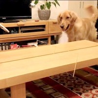 家で卓球をしていたら、横で見ていた大型犬が参加して…まさかの展開と『衝撃の表情』が29万再生「ほっぺ腫れてるみたいｗｗ」「めちゃドヤ顔」