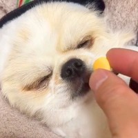 爆睡している犬の前におやつを差し出した結果→気づいた瞬間に…衝撃の瞬発力が323万再生「はやっｗｗ」「目がキマってて草」と爆笑の声