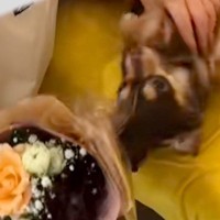 3年間お世話になったトリマーが退職→最終出勤日に『お別れ』を言いに行くと…感動的な光景に反響「私だったら泣く」「大好きだったんだね」