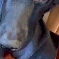 『私が実家から出たくなくなる理由』帰省したら、犬が甘えてきて…一歩も動きたくなくなる『表情』が21万再生「可愛すぎて泣く」「たまらん」