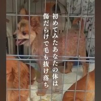 悪徳ブリーダーから保護された犬→毛は抜け落ち傷だらけ…幸せを掴むまでの物語に号泣「涙が止まらない」「幸せになってね」と9万再生の反響