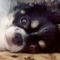 お店で1歳半まで売れ残り『繁殖犬にするしかない』と言われた犬→家族との出会いが素敵すぎると32万再生「泣ける」「待ってたんだね」と反響