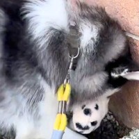 突然『手袋』を大型犬に取られた飼い主→どこへ行くのかと思ったら…想定外すぎる『まさかの行動』が3万再生「可愛いｗ」「ガッツリで草」