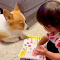犬に『絵本の読み聞かせ』をする２歳の女の子→ずっと見ていたい『幸せな光景』が話題「めくるときに鼻に当たるの可愛い」「きゃわたまらん」