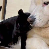 保護された黒猫の赤ちゃんが『大型犬に甘えた』結果…種族を超えた『愛おしい光景』が23万再生「かわいいが融合してる」「ニヤニヤする」