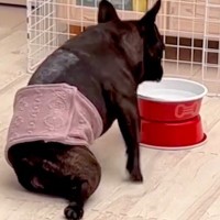 病気でうまく歩けなくなった犬→3年間、努力し続けた結果…思わず涙する『現在までの軌跡』に感動続々「スゴイ…奇跡」「愛の賜物」と称賛