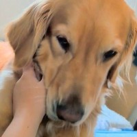 女の子の手を舐めたい大型犬→拒否した結果、文句を言って…まさかの怒り方が242万再生「人間入ってるｗｗ」「明らかに怒ってて草」と爆笑続々