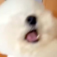 『おらあああああ！』犬に"おてとおかわり"をさせた結果→あまりにも『キレが良すぎる動き』が54万再生「2個目やばいｗｗ」と爆笑続々