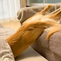 ソファからこたつに移動する大型犬→まるで人間のような『横着しすぎている動き』に爆笑と共感の声「見たことないｗ」「溶けてる」と98万再生