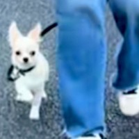 外に出ることに慣れてきた赤ちゃん犬→お散歩初心者すぎる『まさかの歩き方』が尊すぎるとSNSで反響「飛んでいきそうｗ」「ご機嫌」と6万再生