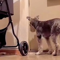 いつも玄関で待機している2匹の犬→ある日、『今日は1匹しかいないな』と思ったら…カメラが捉えた『まさかの光景』に反響「気づかんかったｗ」