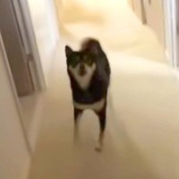 『他の犬に浮気』をして家に帰った結果→お出迎えしてくれた愛犬が…『猛抗議』をする光景に反響「ちゃんと謝罪した方がｗ」「やっちゃったね」
