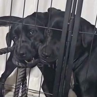 大型犬の親子が喧嘩→ヒートアップしてきたので『一言』伝えた、次の瞬間…まさかのリアクションが75万再生「平和な解決策」「最後笑ったｗ」