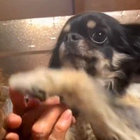 92歳のおばあちゃんにチワワを見せ『犬種はなに？』と質問した結果…想像を超える『まさかの勘違い』に爆笑「かっこいい」「チだけ合ってて草」