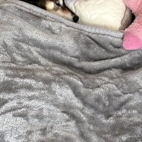 「完全に人で草」寝室で眠る犬の様子を見に行ったら…想定以上の『人間味が強すぎる光景』に6万いいね「人間だと思ってそう」「添い寝したい」