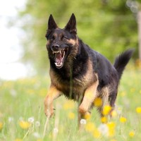 犬が飼い主に『危険を伝えている』サイン4つ　あなたを守ろうとしている？判断する方法まで
