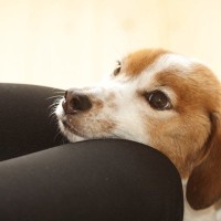 愛犬が『飼い主から離れようとしない』心理4つ　意外な理由や注意すべき状況まで