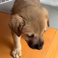 たらい回しにされ、処分寸前の子犬を保護→不安げな様子で…思わず涙する『家族になっていく光景』に「もう怖くないね」「幸せになって」と反響