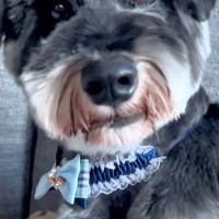 おじいちゃんに『犬のトリミング』をお願いした結果…想定外な『まさかの光景』に爆笑「どんな注文の仕方したんだろうｗｗｗ」「満足げに見える」